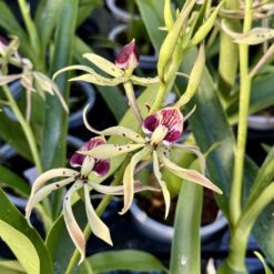 Encyclia cochleata x Epid. prismatocarpa