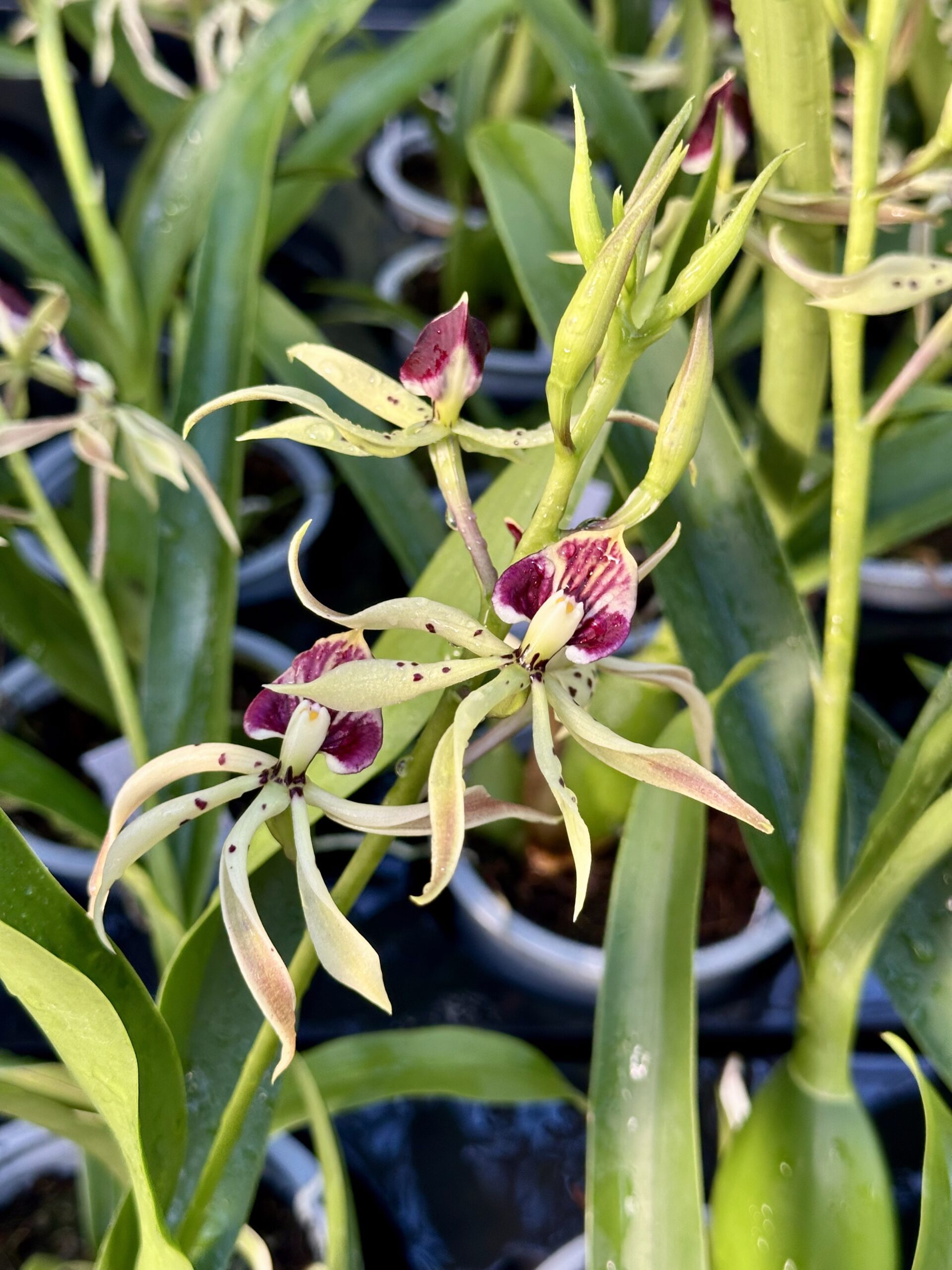 Encyclia cochleata x Epid. prismatocarpa
