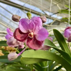 Vanda Pink Maroon