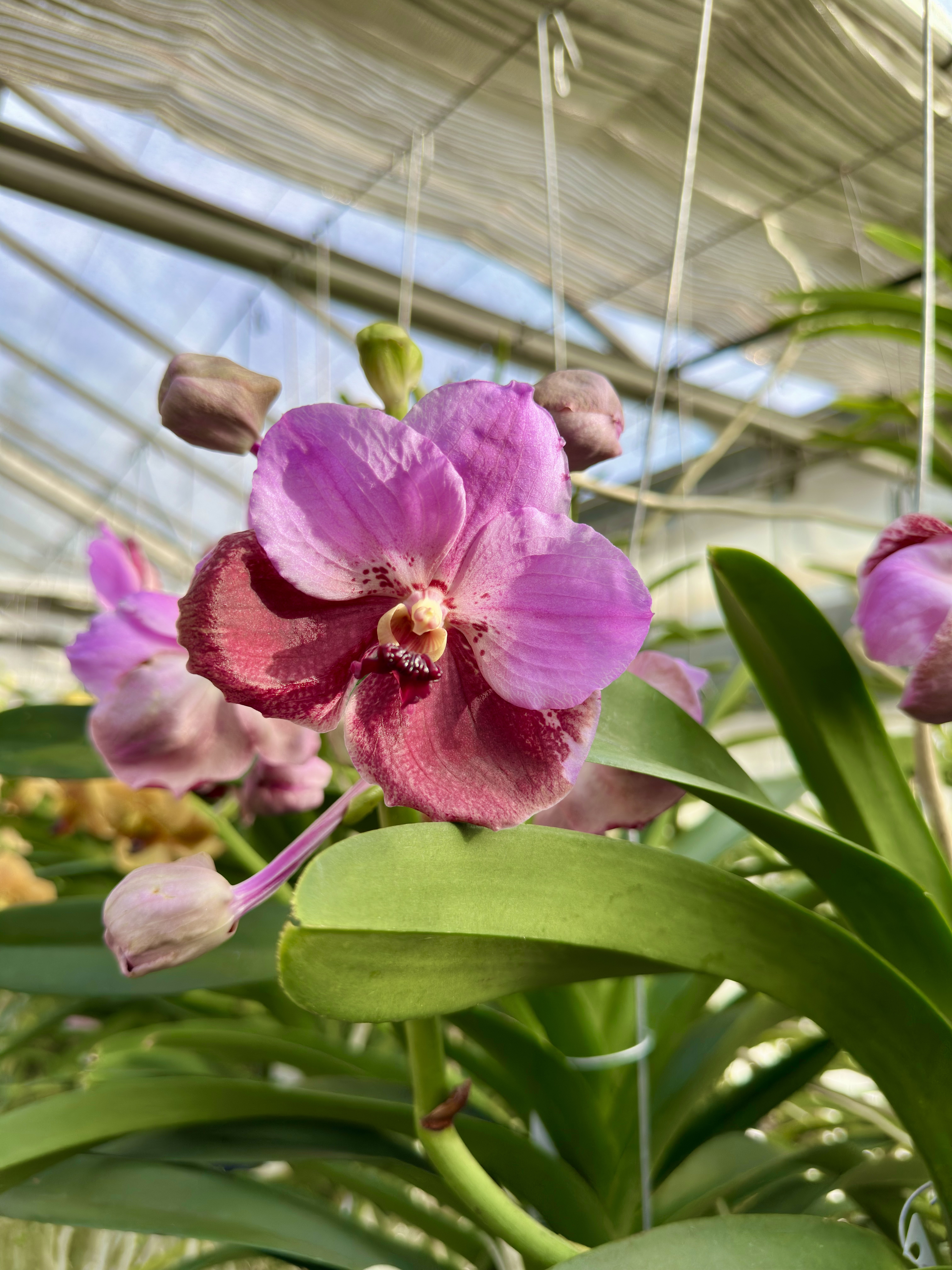 Vanda Pink Maroon