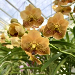 Vanda Apricot Brandy Raw