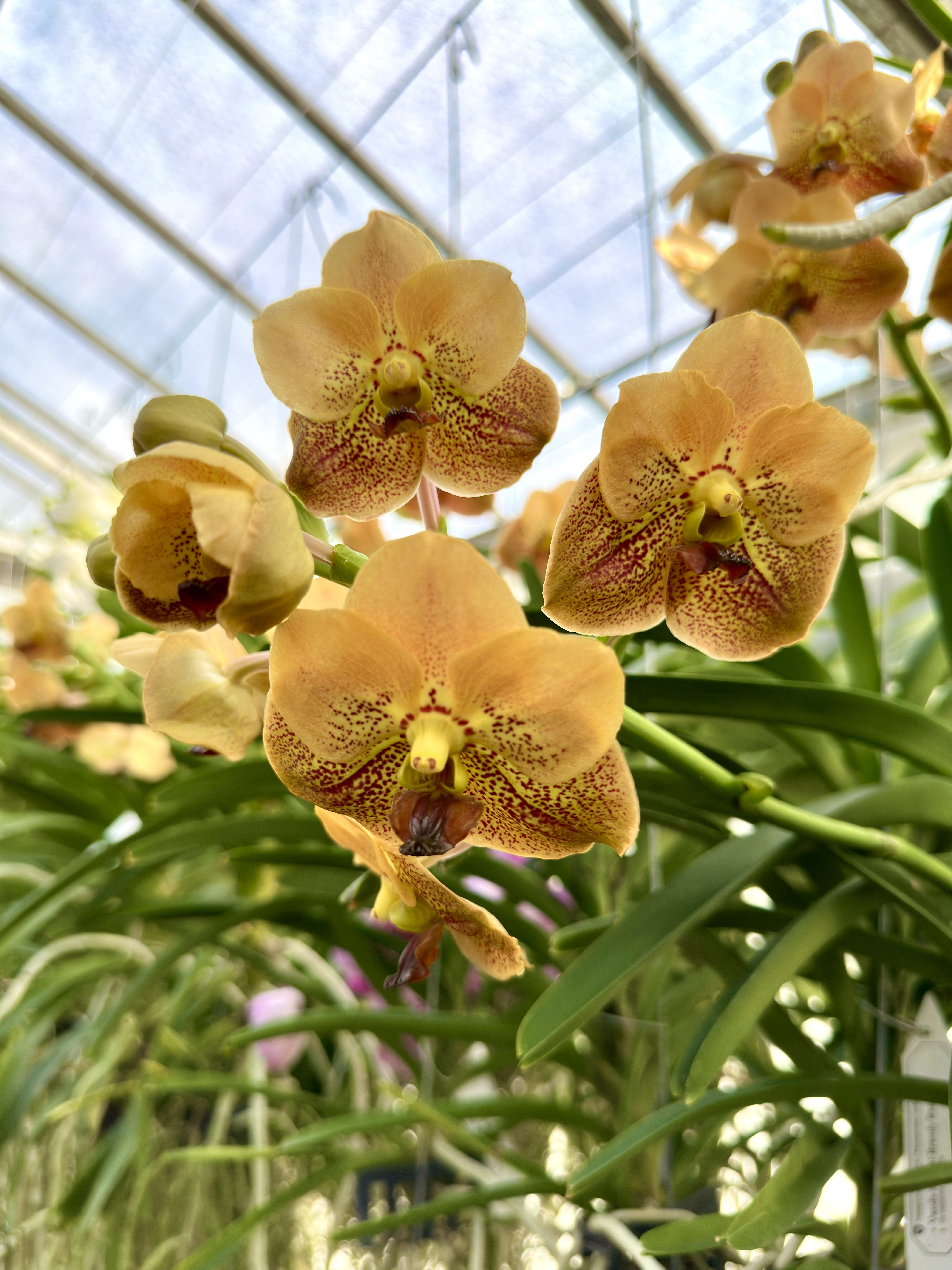 Vanda Apricot Brandy Raw