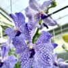 Vanda Delft Blue
