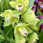 Cymbidium Green