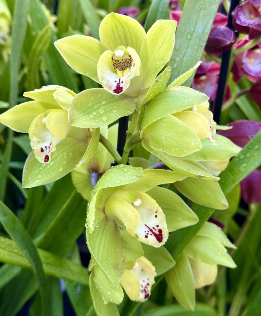 Cymbidium Green