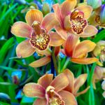 Cymbidium Majolica
