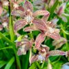 Cymbidium Paulista 'Brown'