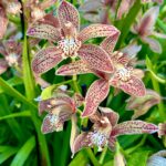 Cymbidium Paulista 'Brown'