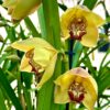 Cymbidium Big Flower