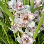 Cymbidium Italian Spot