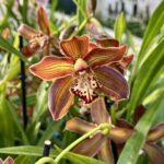 Cymbidium Schreoderflor