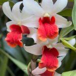 Dendrobium Xingji Shi