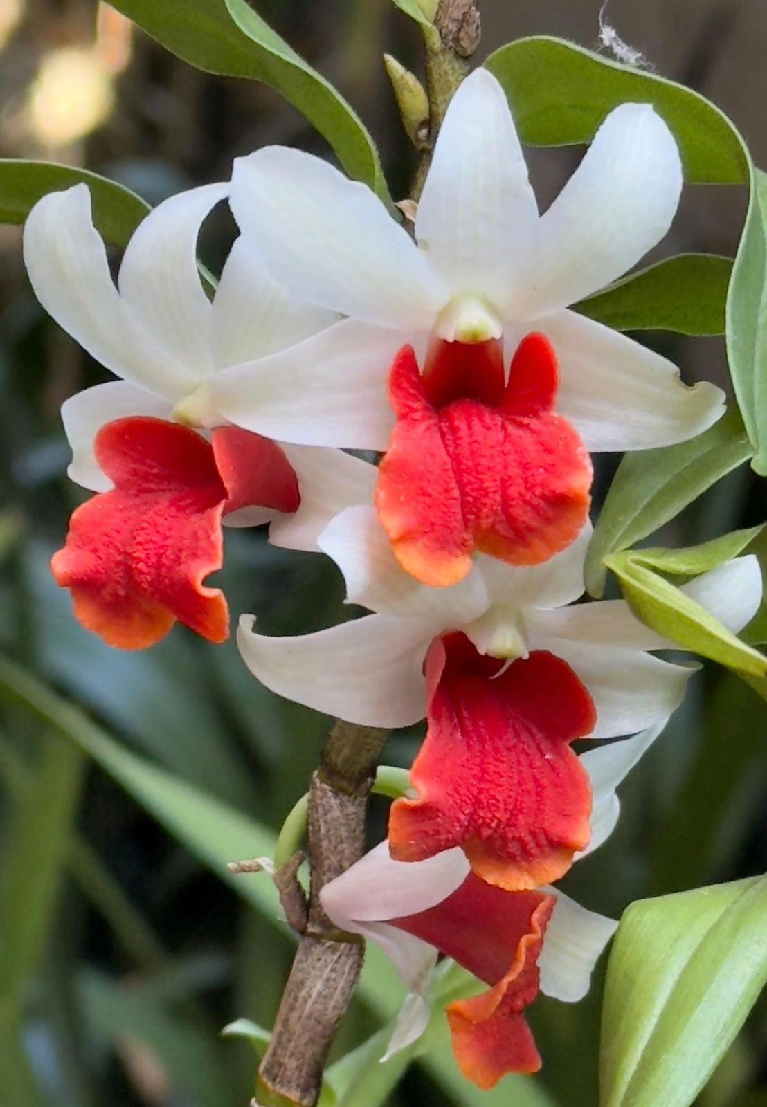 Dendrobium Xingji Shi