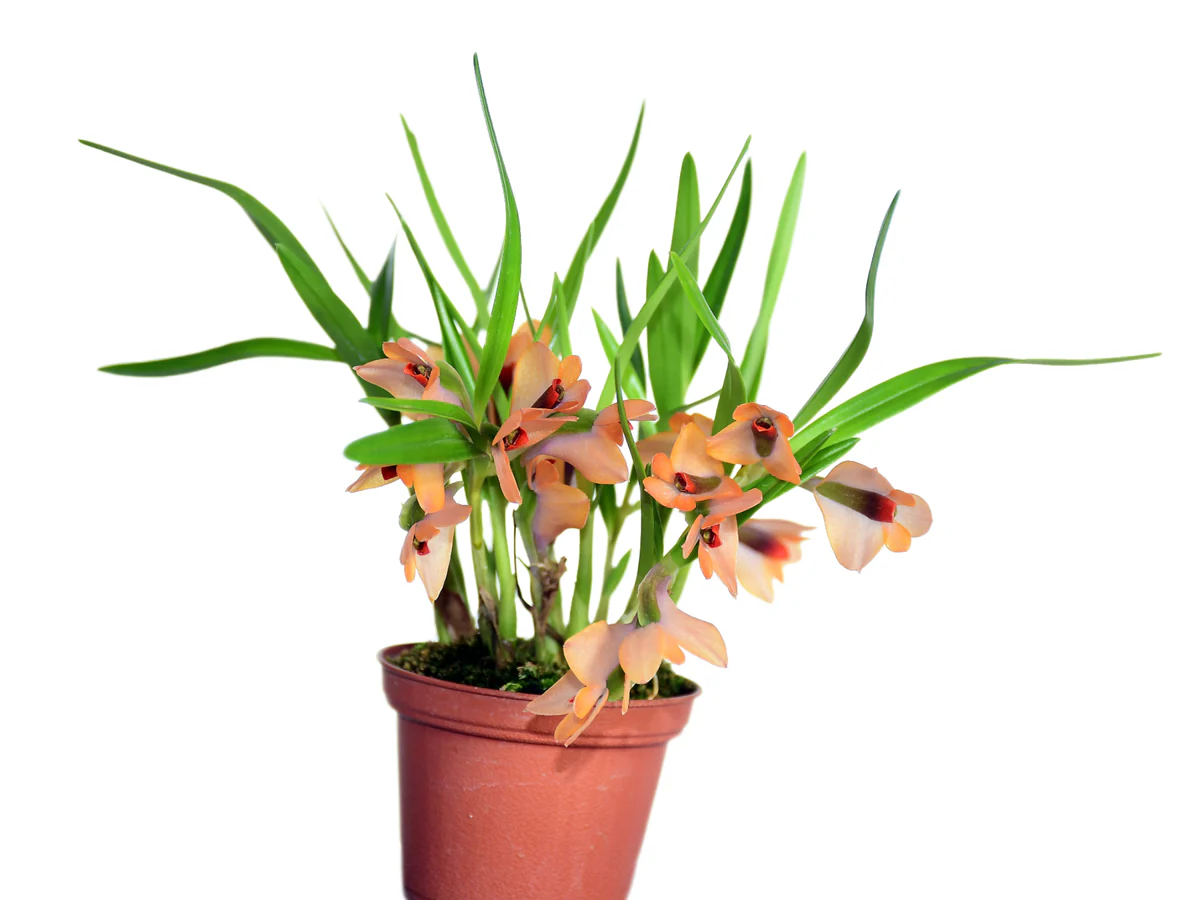 Dendrobium Martine Minet 'blue red orange'