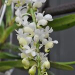 Aerides falcata v. alba