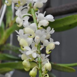Aerides falcata v. alba