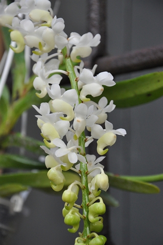 Aerides falcata v. alba