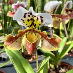 Paphiopedilum American Hybrid