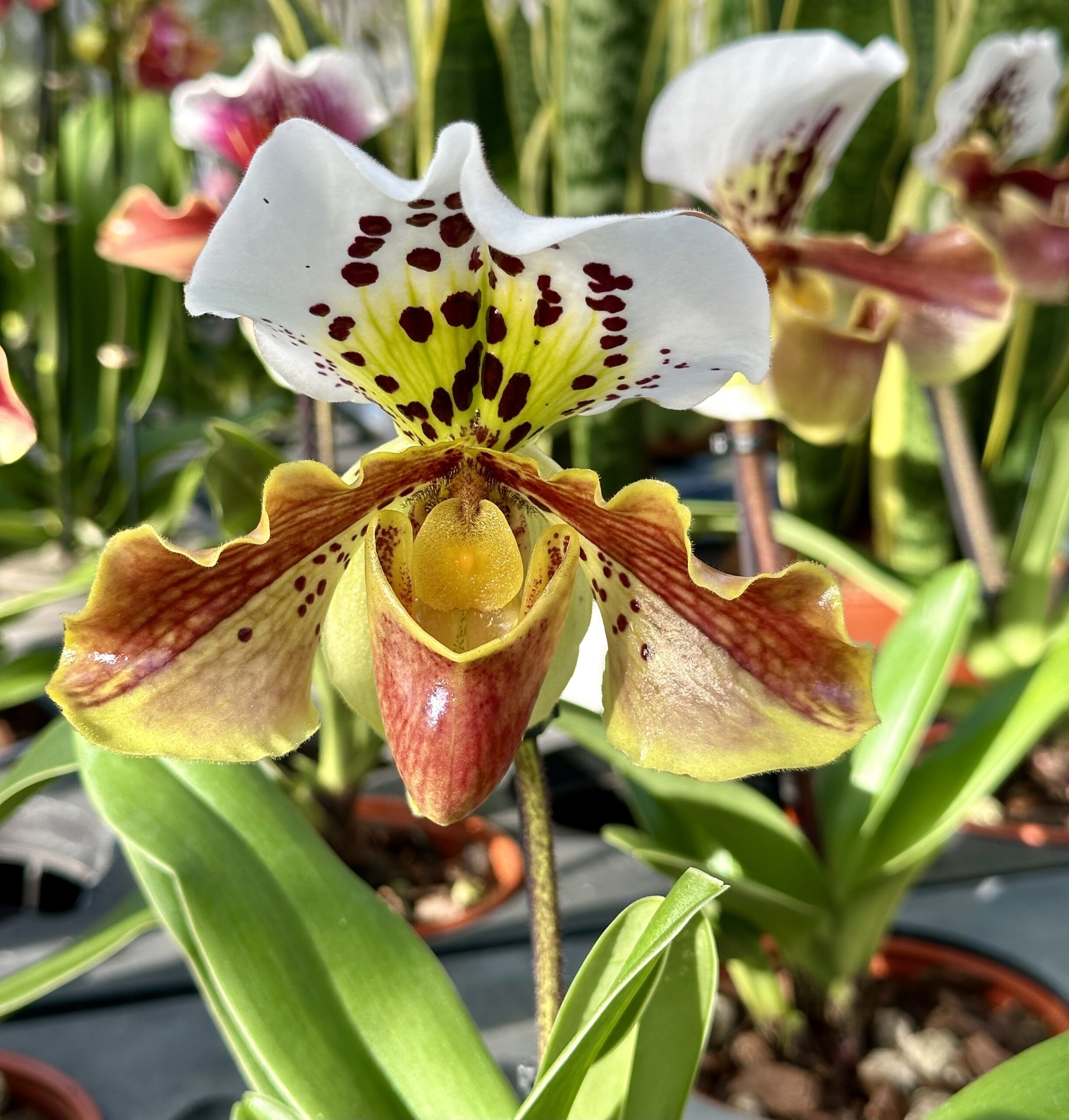 Paphiopedilum American Hybrid