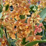 Oncidium Tiger Tail