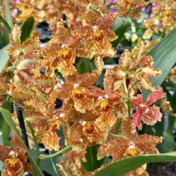 Oncidium Tiger Tail
