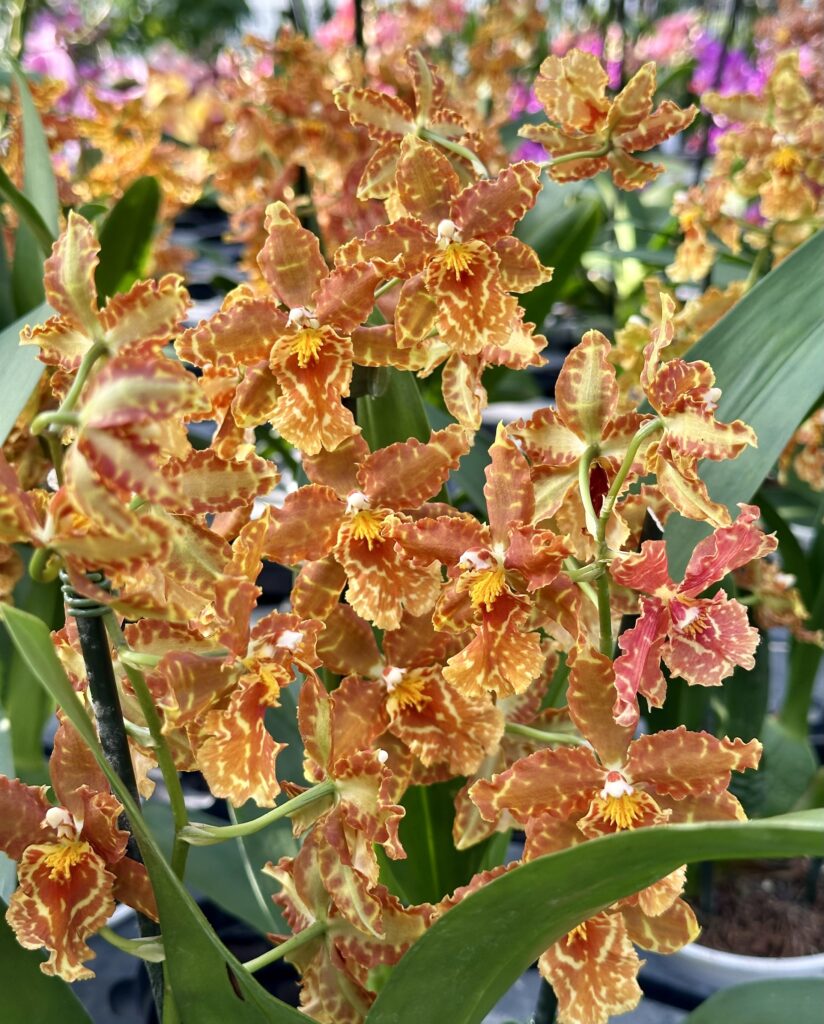Oncidium Tiger Tail
