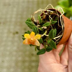 Dendrobium cuthbertsonii v. Pepe