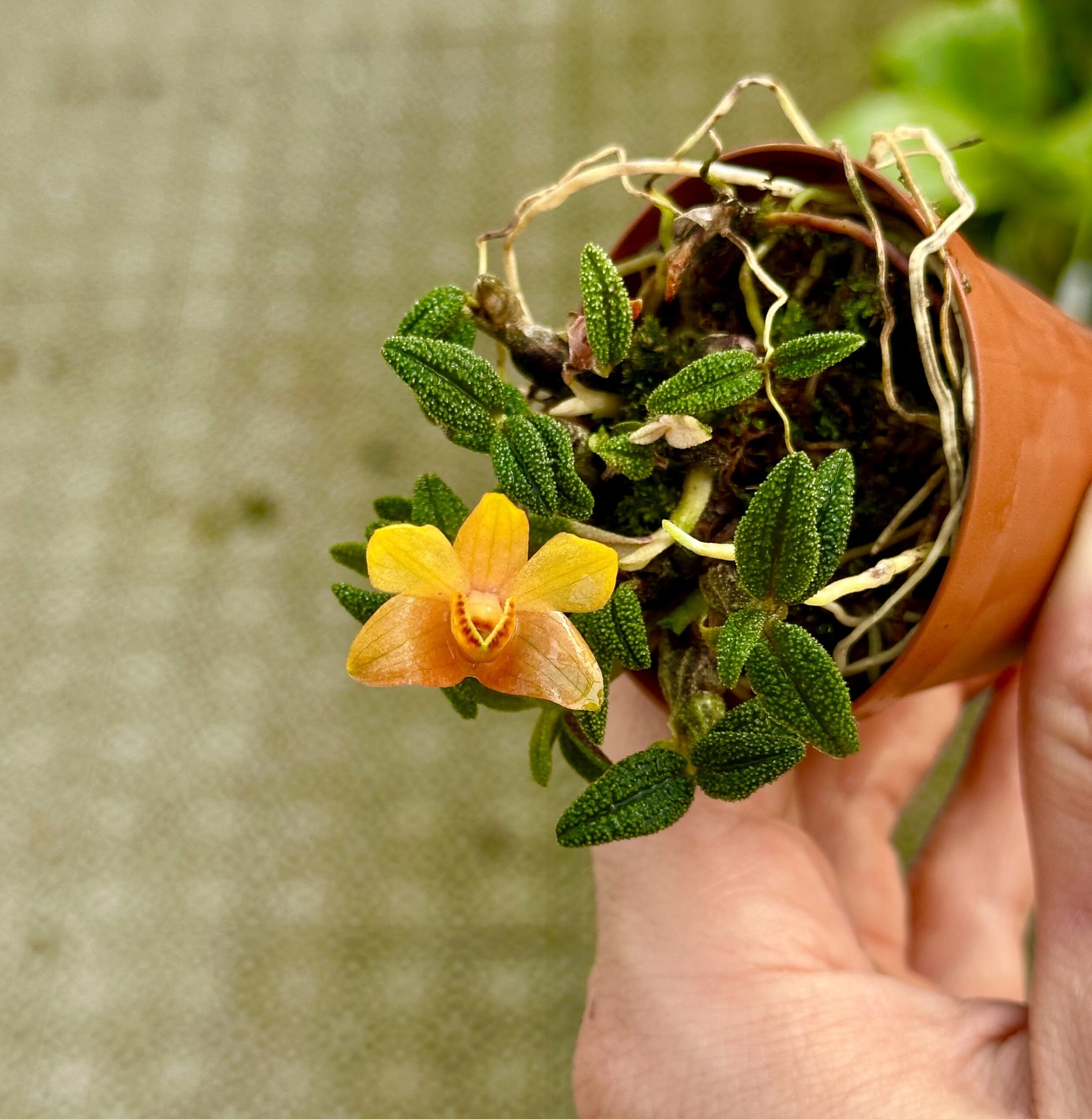 Dendrobium cuthbertsonii v. Pepe
