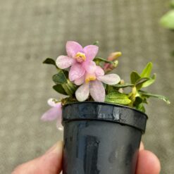 Dendrobium Ecuagenera Rainbow pink