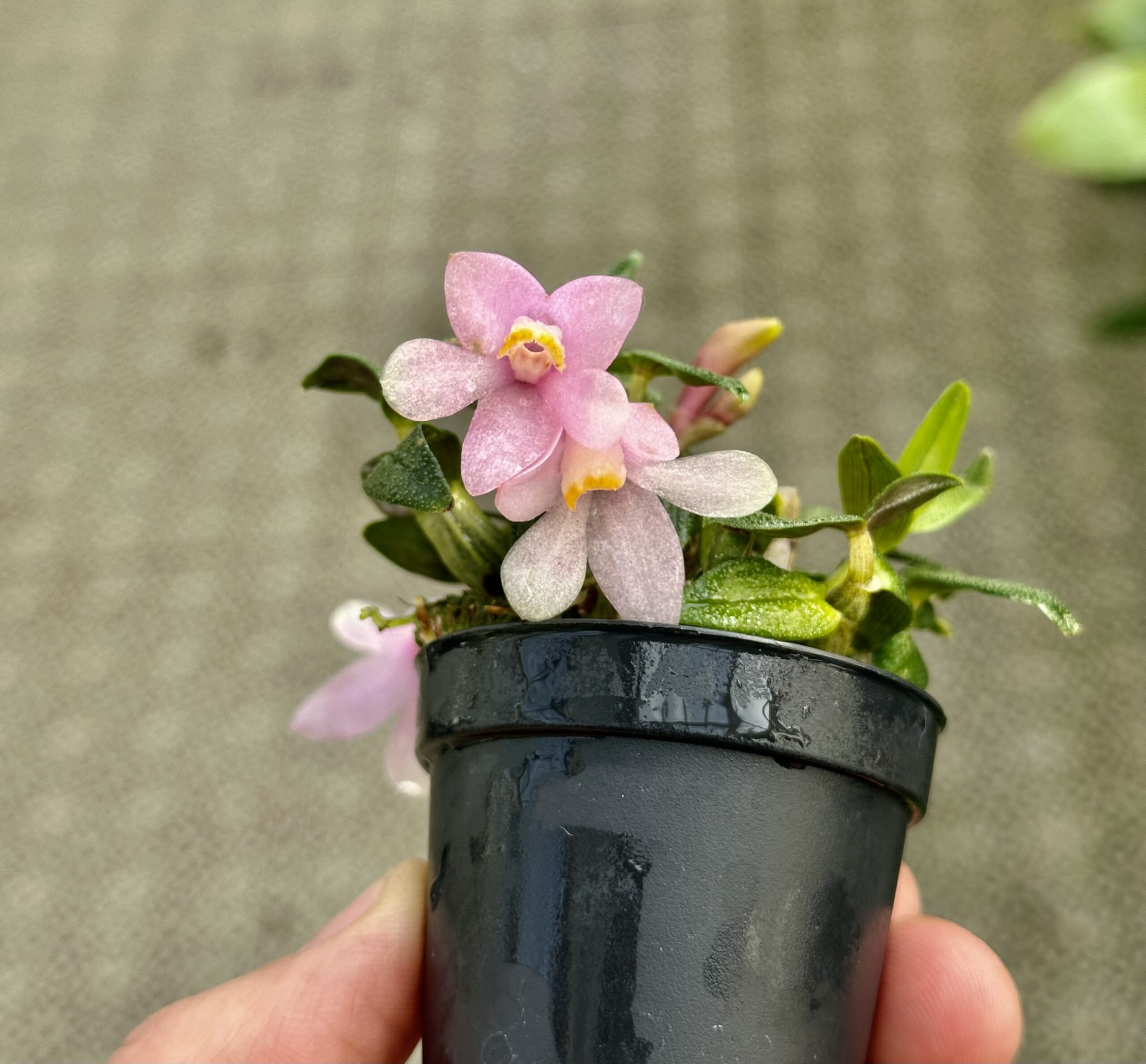 Dendrobium Ecuagenera Rainbow pink