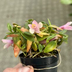 Dendrobium Swiss Mountain Palace