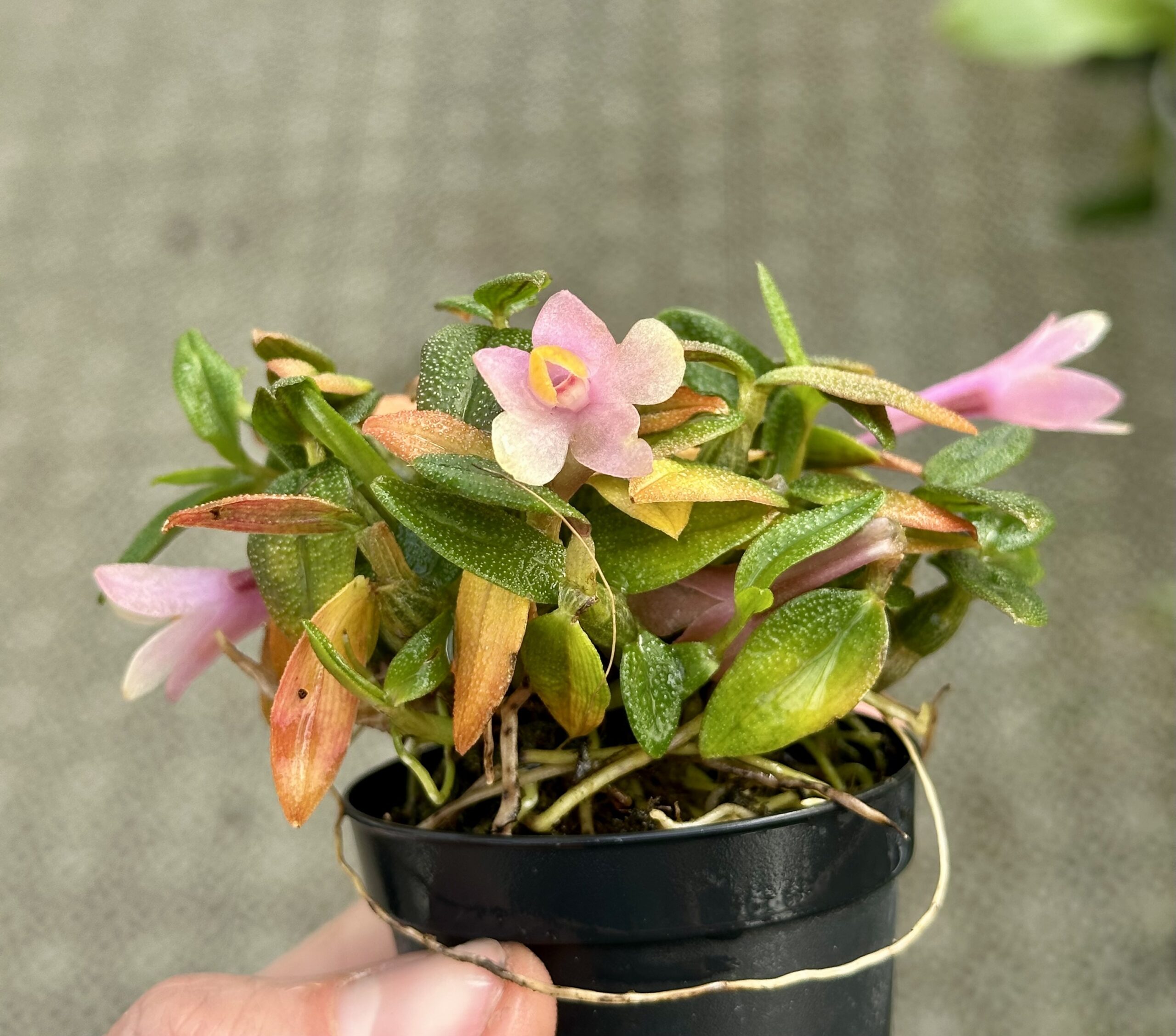 Dendrobium Swiss Mountain Palace