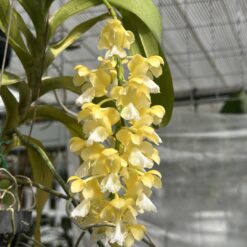 Aerides falcata v. alba
