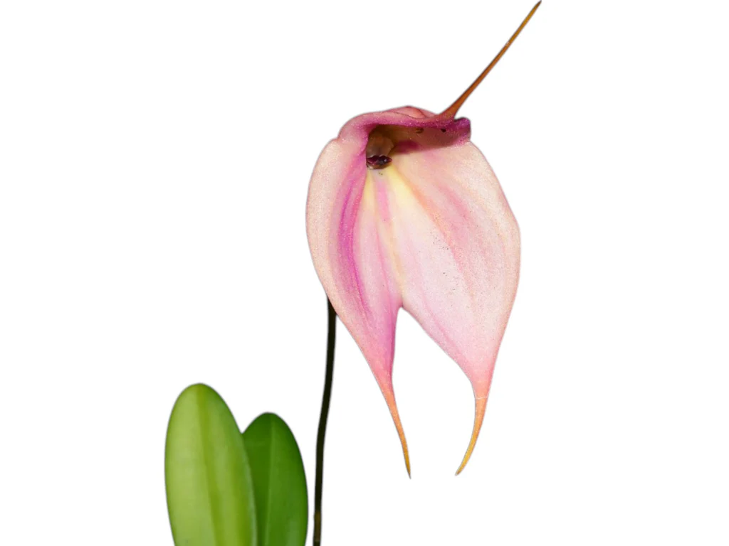 Masdevallia Otto Roblero