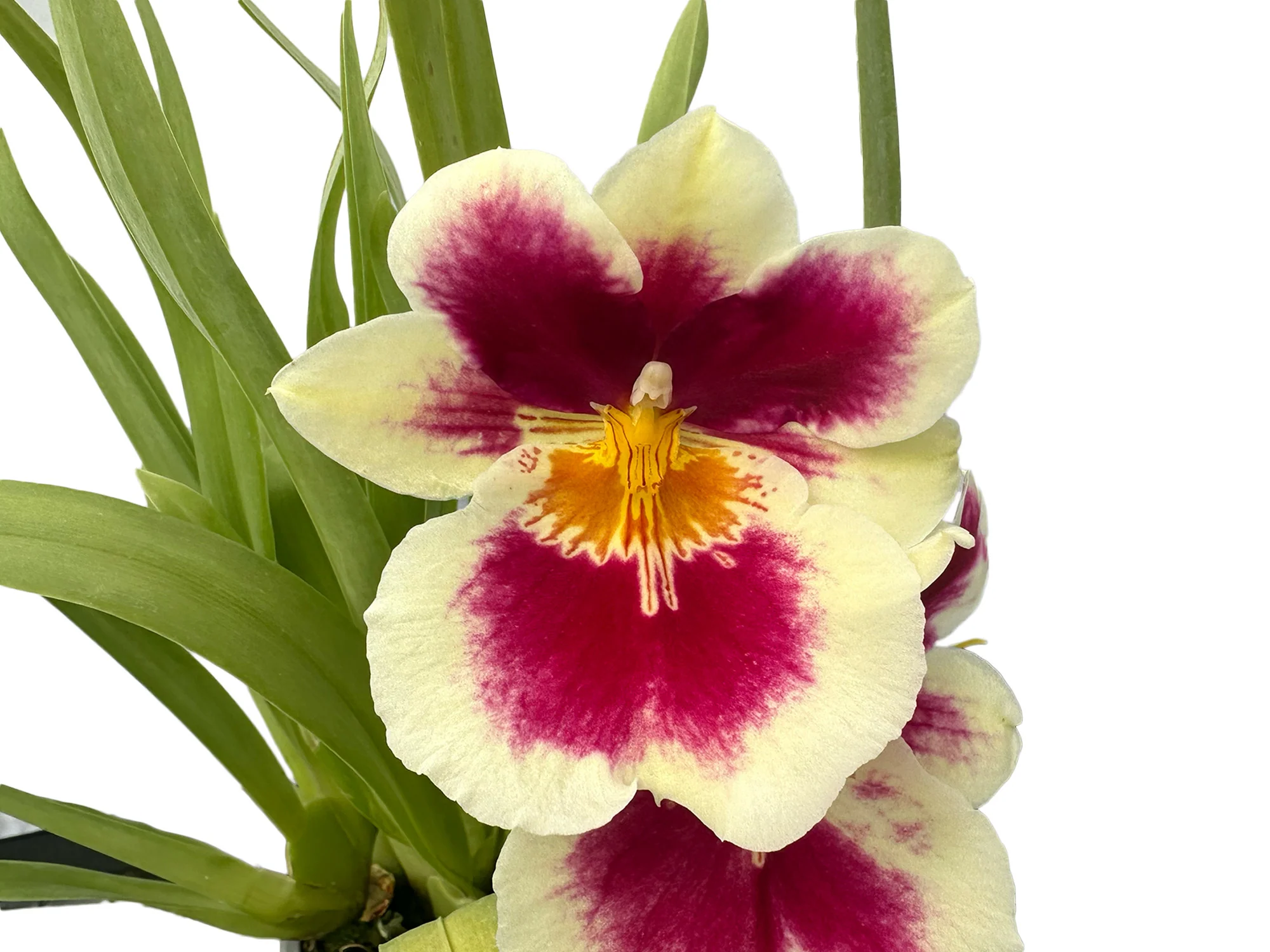 Miltoniopsis Limelight