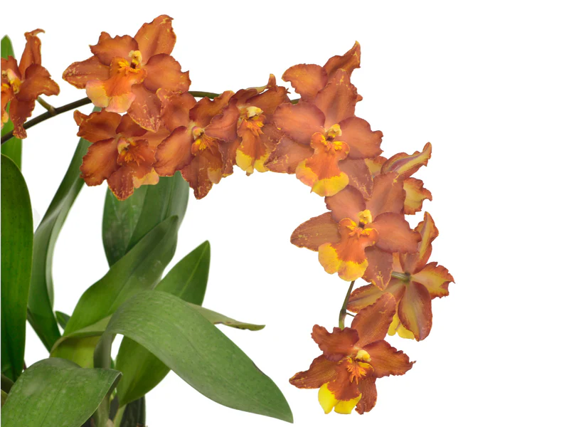 Oncidium Hilda Plumtree Purple Wings