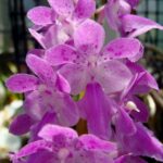 Aerides crassifolia x Jaderame