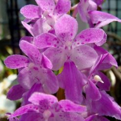 Aerides crassifolia x Jaderame