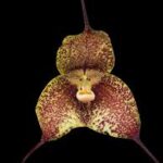 Dracula chiroptera xanthina