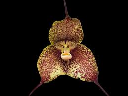 Dracula chiroptera xanthina