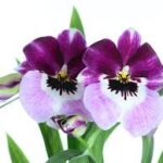 Miltoniopsis Diners Ecuagenera