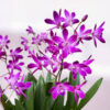 Dendrobium Berry Oda