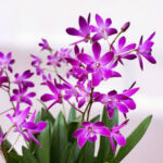 Dendrobium Berry Oda