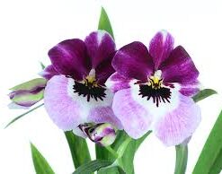 Miltoniopsis Diners Ecuagenera