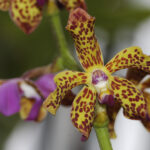 Vandopsis lissochiloides tipo