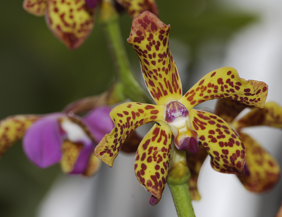 Vandopsis lissochiloides tipo