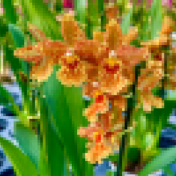 Orchids "Floral Revelation" - Surprise Colors in a Pot