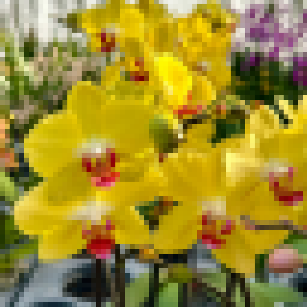 Phalaenopsis "Mystical Enchantment" - Surprise Colors