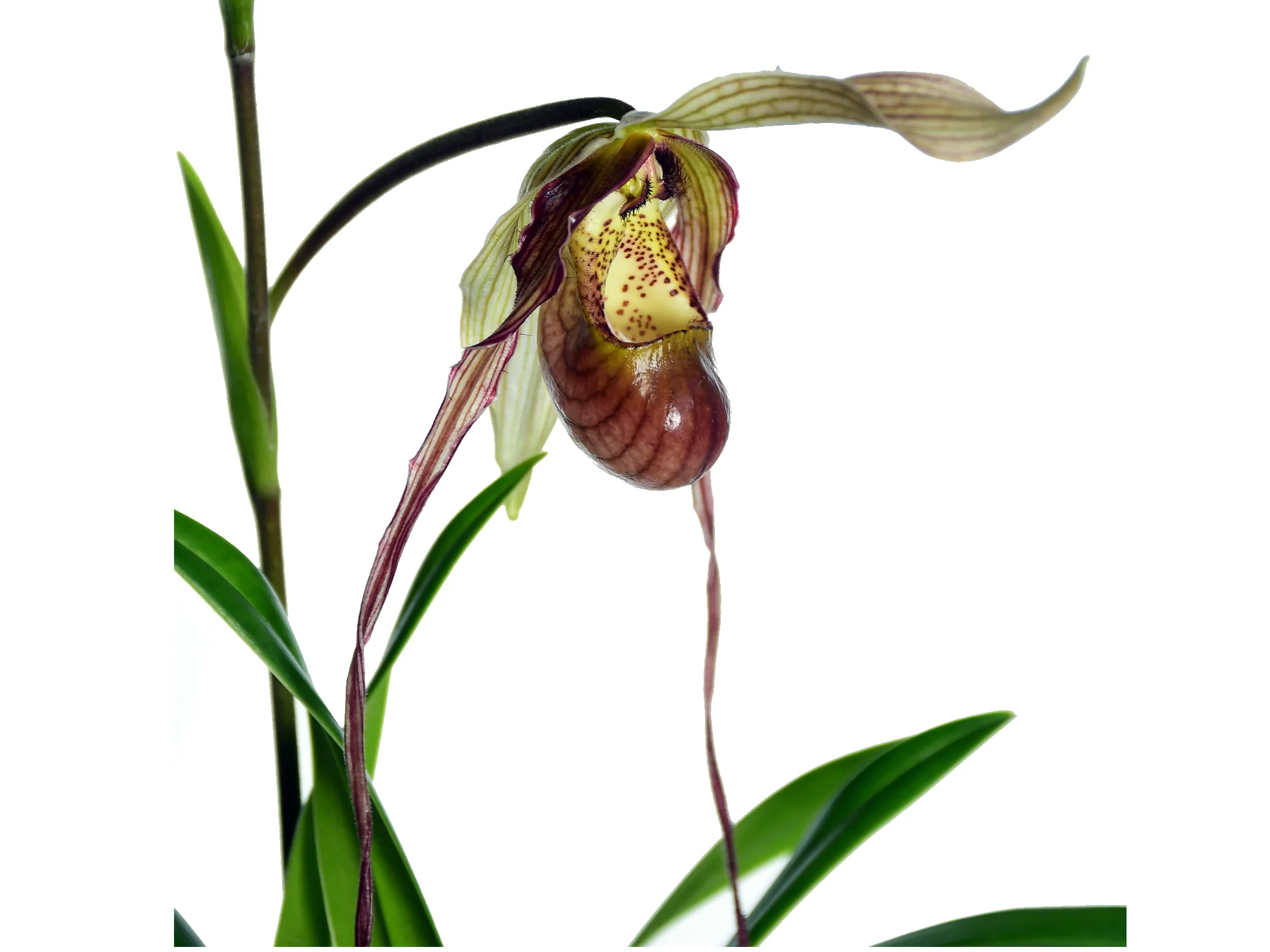 Phragmipedium Predator