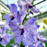 Vanda "Aerial Dance" - Hanging Vanda Surprise